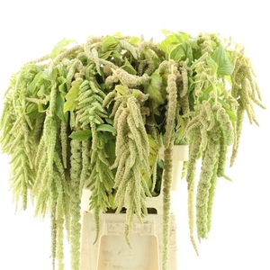 Amaranthus Hang Groen