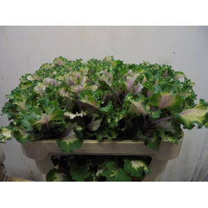 BRASS CRANE RUFFLE ROSE