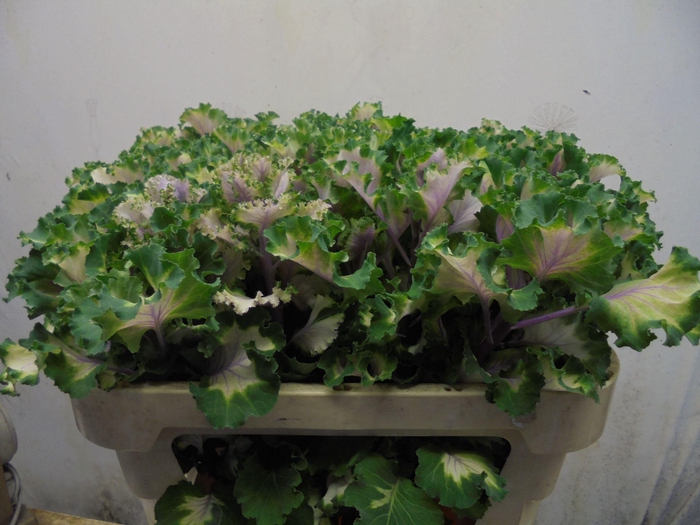 <h4>BRASS CRANE RUFFLE ROSE</h4>