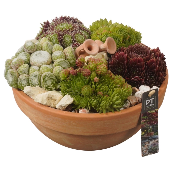 <h4>PTS7415 Arrangement Sempervivum in terracotta schaal</h4>