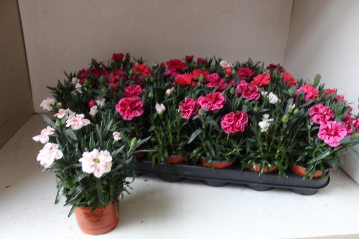 <h4>DIAN OSC GEM</h4>