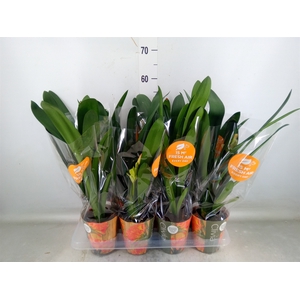 Clivia miniata