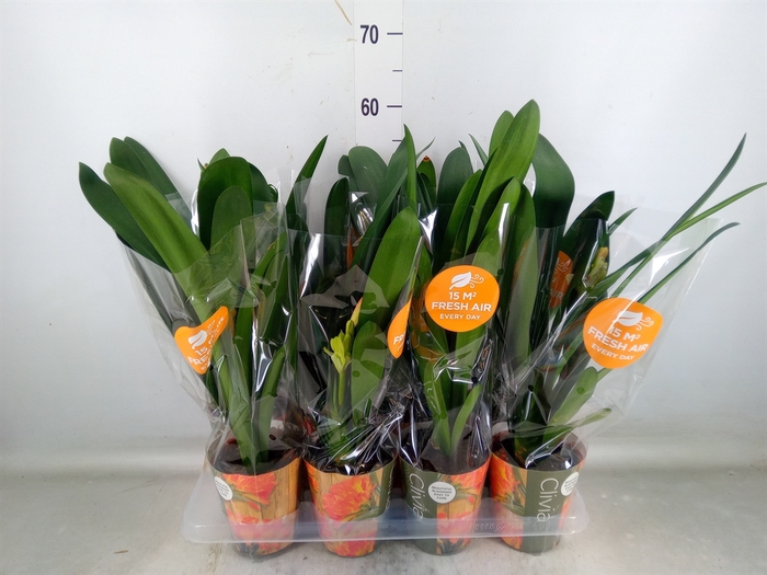 <h4>Clivia miniata</h4>