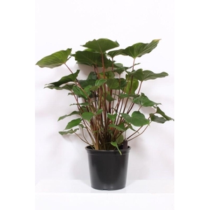 Homalomena rubescens Maggy
