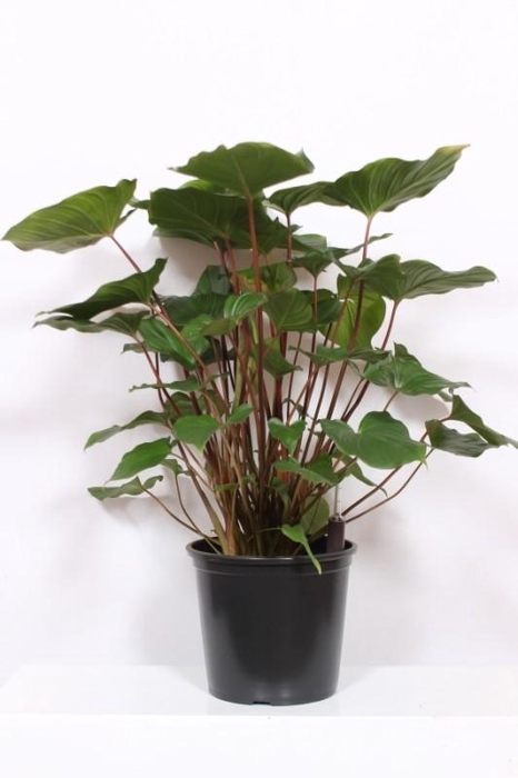 <h4>Homalomena rubescens Maggy</h4>