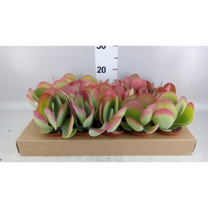 Kalanchoe NF thyrsiflora