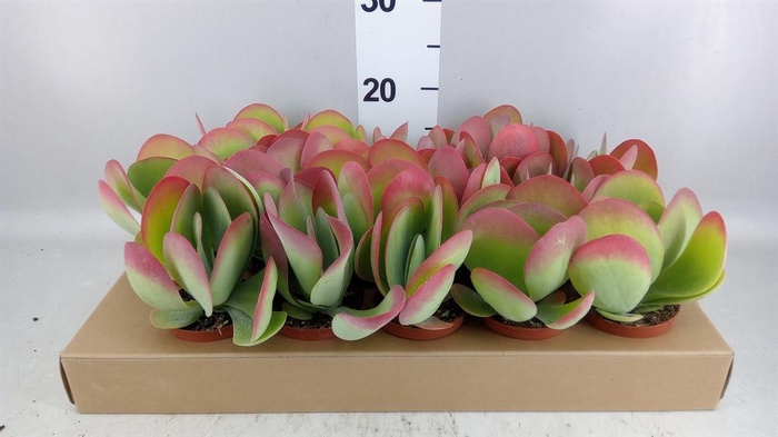 <h4>Kalanchoe NF thyrsiflora</h4>