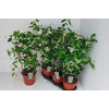 TRAC JASMINOIDES