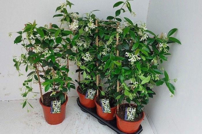<h4>TRAC JASMINOIDES</h4>