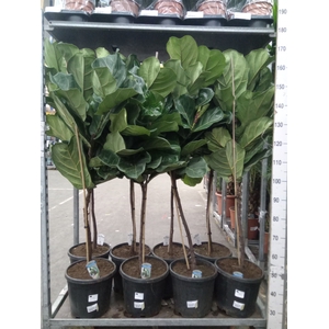 Ficus lyrata