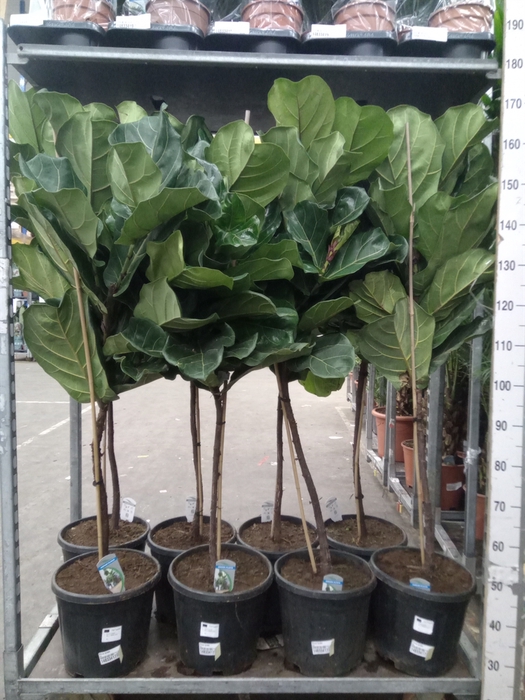 <h4>Ficus lyrata</h4>