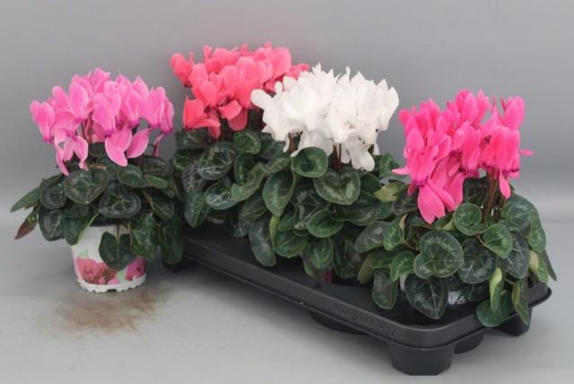 <h4>CYCL GR SUP XL</h4>