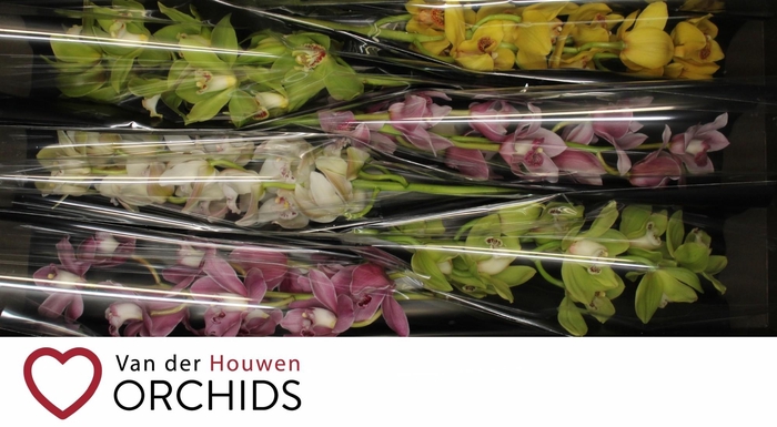 <h4>70 cm gemengd.</h4>