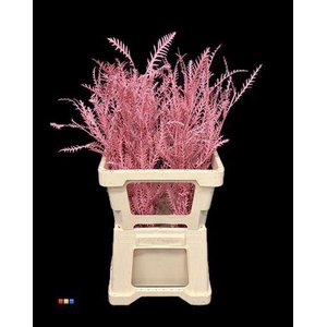 Grevillea Ivanhoe Pink