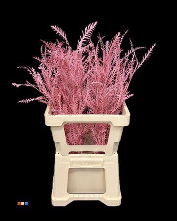 <h4>Grevillea Ivanhoe Pink</h4>