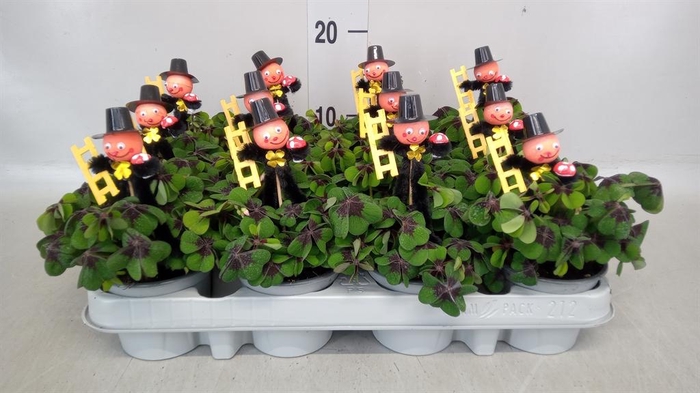 <h4>Oxalis deppei</h4>