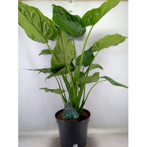 Alocasia cucullata