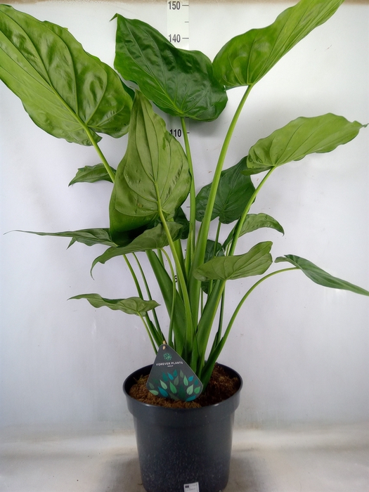 <h4>Alocasia cucullata</h4>