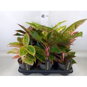 Aglaonema   ...