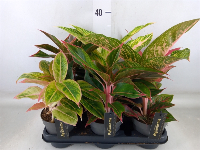 <h4>Aglaonema   ...</h4>