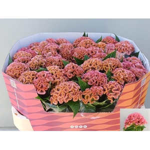 CEL C PINK DELIGHT