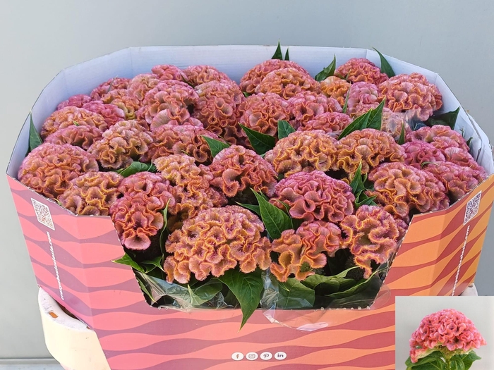 <h4>CEL C PINK DELIGHT</h4>