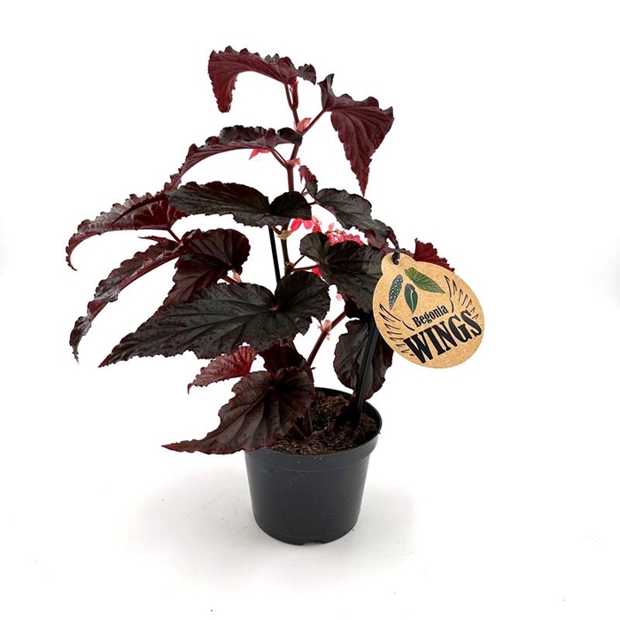 <h4>BEGONIA MACULATA P12 ARABIN SUNSET</h4>