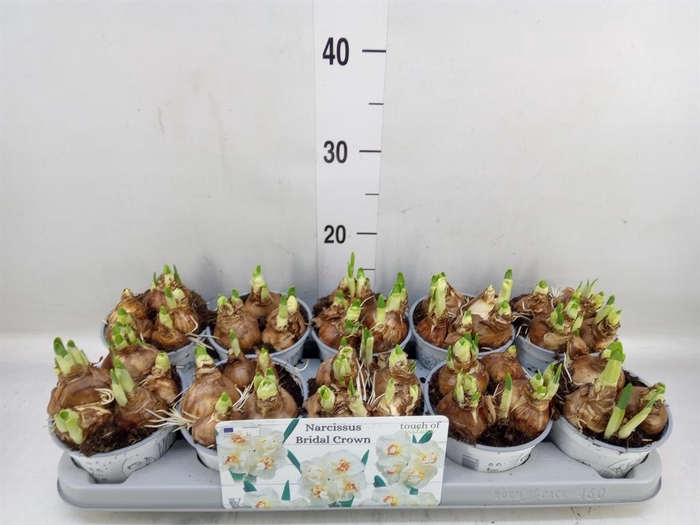 <h4>Narcissus DU 'Bridal Crown'</h4>