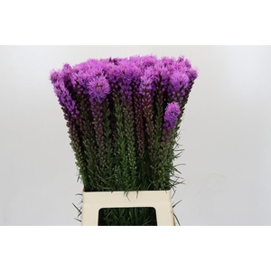 Liatris Spicata