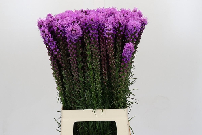 <h4>Liatris Spicata</h4>
