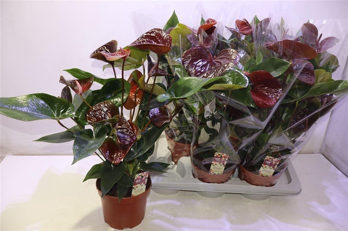 <h4>Anthu An Essencia</h4>