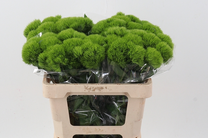 <h4>Green Wicky 55cm X40</h4>