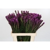 Liatris Spicata