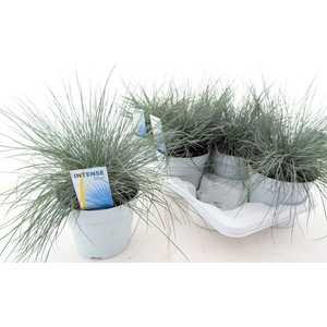 FEST GL INTENSE BLUE