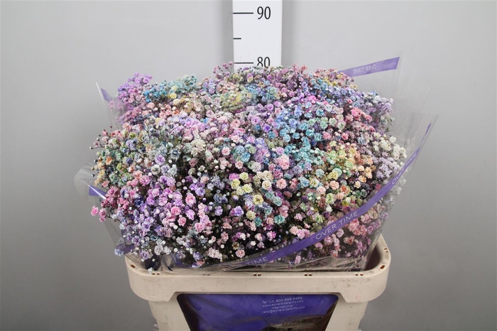 <h4>Gyps Rainbow Mixed In Stem</h4>