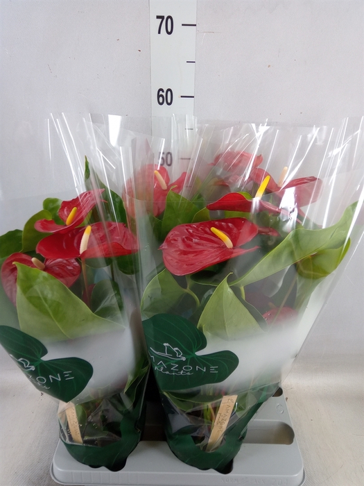 <h4>Anthurium andr. 'Nevada'</h4>