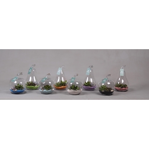 Peer en Appel glas met Succulenten