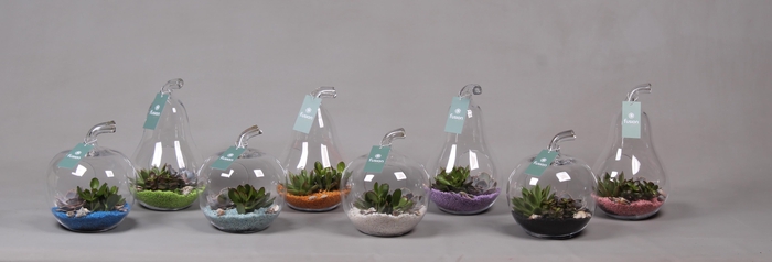 <h4>Peer en Appel glas met Succulenten</h4>