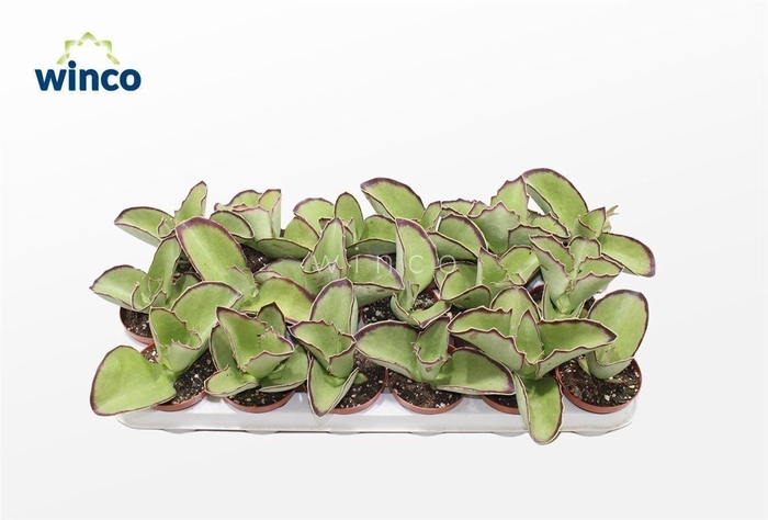 <h4>Kalanchoe Synsepala</h4>