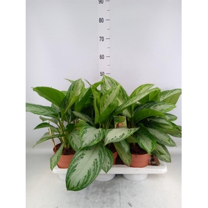 Aglaonema  'Silver Bay'