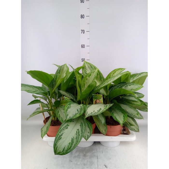 <h4>Aglaonema  'Silver Bay'</h4>