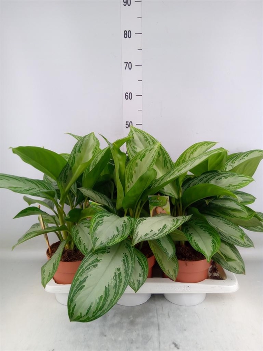 <h4>Aglaonema  'Silver Bay'</h4>