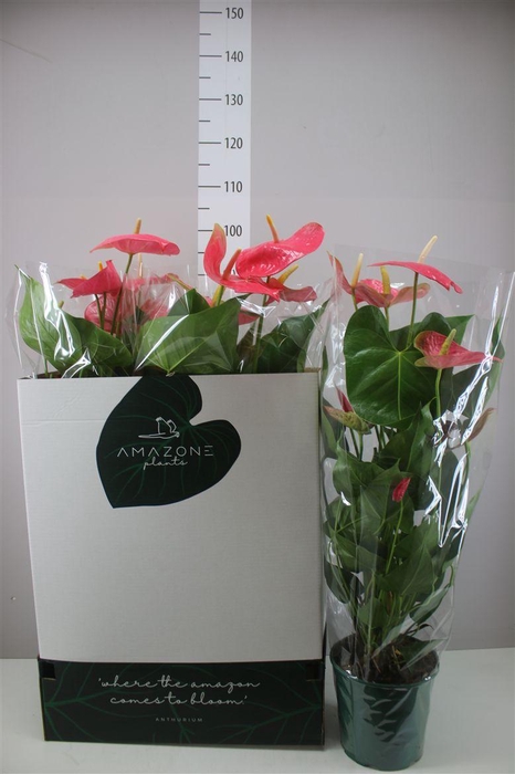 <h4>Anth An Colorado Xl</h4>