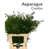 ASP DENS CWEBE