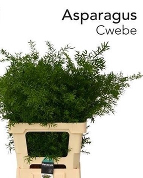 ASP DENS CWEBE