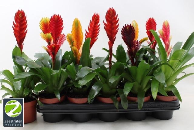 <h4>VRIES GEM 6 SRT</h4>