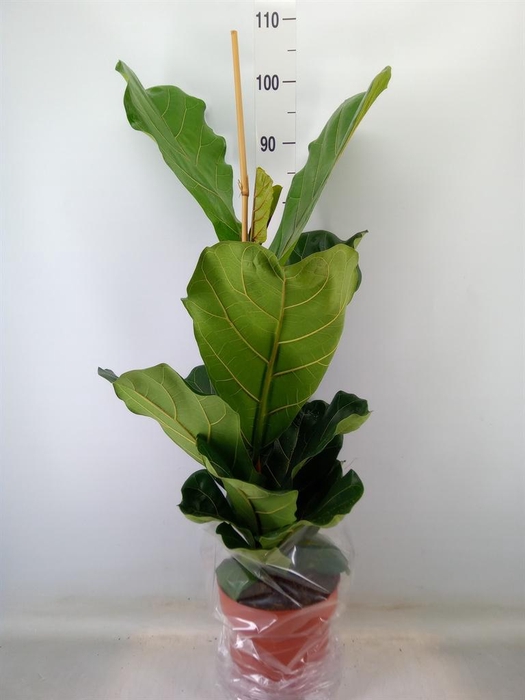 <h4>Ficus lyrata</h4>