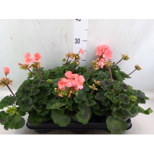 Pelargonium zona.   ...F1