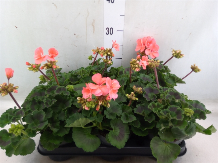 <h4>Pelargonium zona.   ...F1</h4>