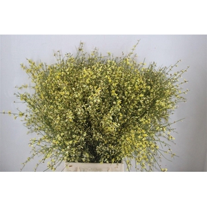 Ginster 400gr Yellow P Bunch